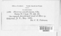 Dicoccum minutissimum image